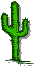  Arizona Cactus 